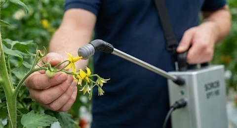 Seed breeding and nursery pollination