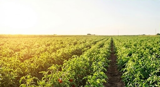 Open field tomato farming pollination